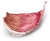 onion-2